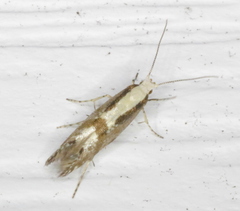 Argyresthia conjugella