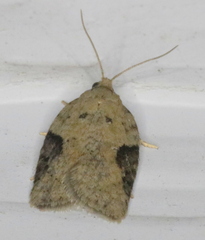 Acleris subnivana