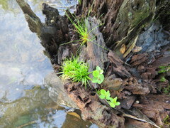 Eleocharis microcarpa