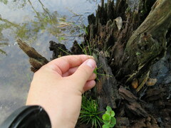 Eleocharis microcarpa