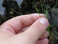 Eleocharis microcarpa