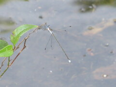 Lestes vidua