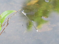Lestes vidua