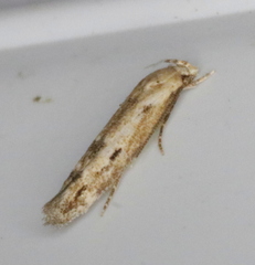 Mompha brevivittella