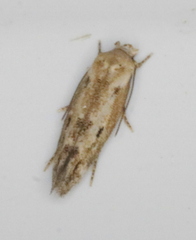 Mompha brevivittella