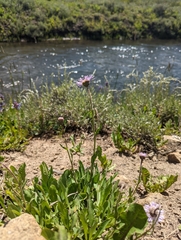 Erigeron formosissimus