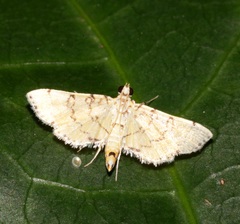 Lamprosema tampiusalis