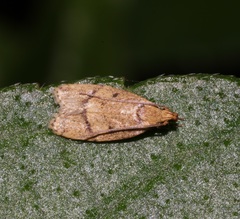 Lypusidae