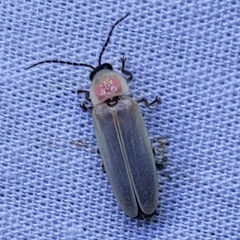 Photinus marginellus