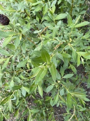 Salix ligulifolia