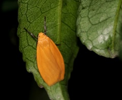 Manulea fuscodorsalis