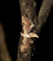 Mesoptila melanolopha