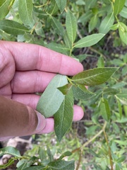 Salix ligulifolia