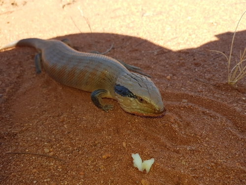 Centralian Bluetongue