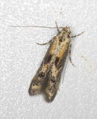 Blastodacna atra