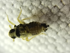 Hyledelphax elegantula