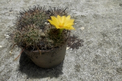 Mammillaria beneckei