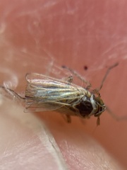Laodelphax striatella