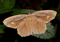 Pareumelea eugeniata