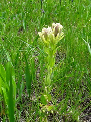 Castilleja cusickii