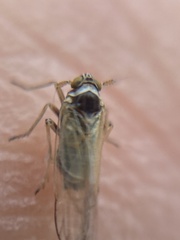 Laodelphax striatella