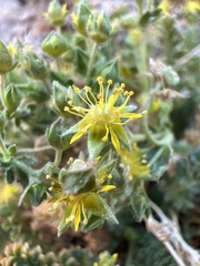 Ivesia jaegeri