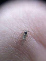 Laodelphax striatella