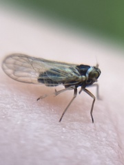 Laodelphax striatella