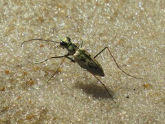 Ellipsoptera blanda