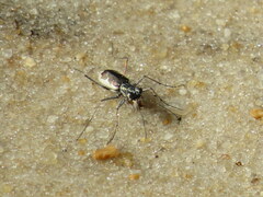Ellipsoptera wapleri