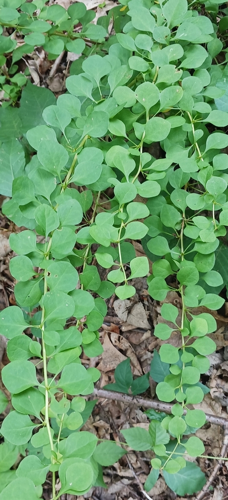 Japanese Barberry From Sharon, Ma 02067, Usa On July 08, 2022 At 01:04 