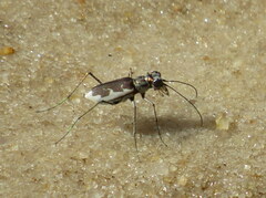 Ellipsoptera wapleri