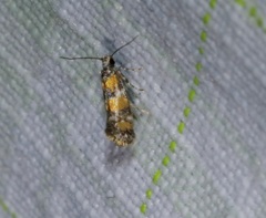 Promalactis lobatifera