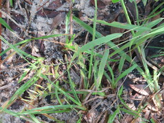 Chasmanthium ornithorhynchum