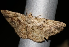 Psilalcis galsworthyi