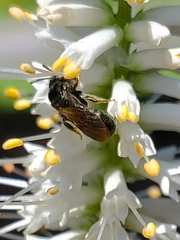 Ceratina strenua