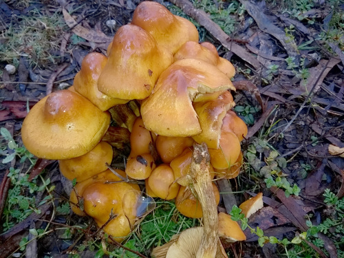 Pholiota malicola image