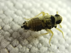 Hyledelphax elegantula