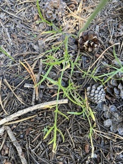 Perideridia bolanderi