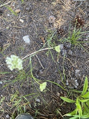 Perideridia bolanderi