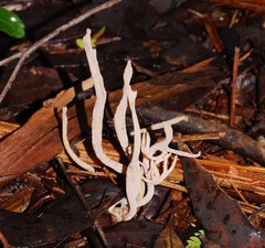 Clavulina vinaceocervina