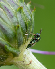Pteromalus