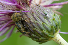 Pteromalus