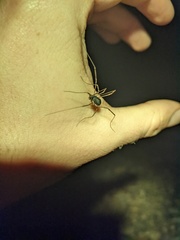 Protolophus niger