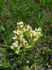 Castilleja cusickii