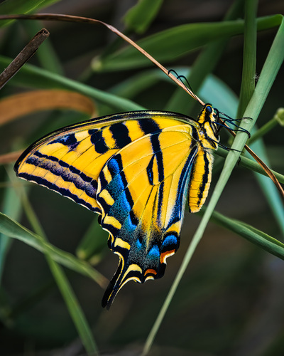 iNaturalist observation photo of Western Tiger Swallowtail