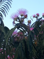 Albizia julibrissin