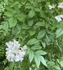 Rosa multiflora