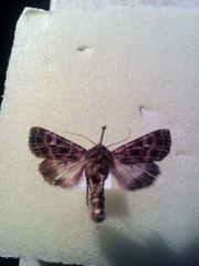 Sideridis reticulata