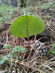 Psacalium cronquistiorum